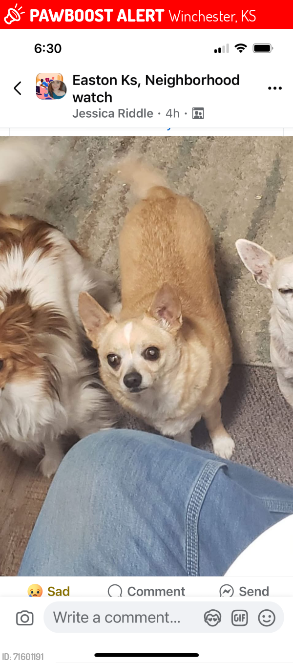 Lost Male Dog last seen 259th st & lecompton  rd, Winchester, KS 66097