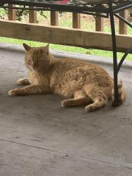 Lost Male Cat last seen Hyw 55 East, Falkville, AL 35622