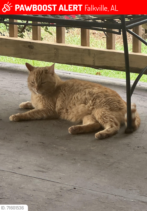 Lost Male Cat last seen Hyw 55 East, Falkville, AL 35622