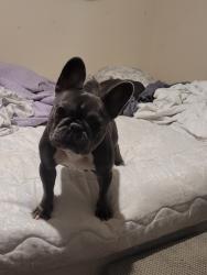 Lost Female Dog last seen Sacred Fire Church , Belleview, FL 34420