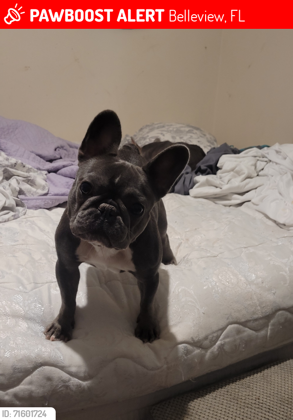 Lost Female Dog last seen Sacred Fire Church, Belleview, FL 34420