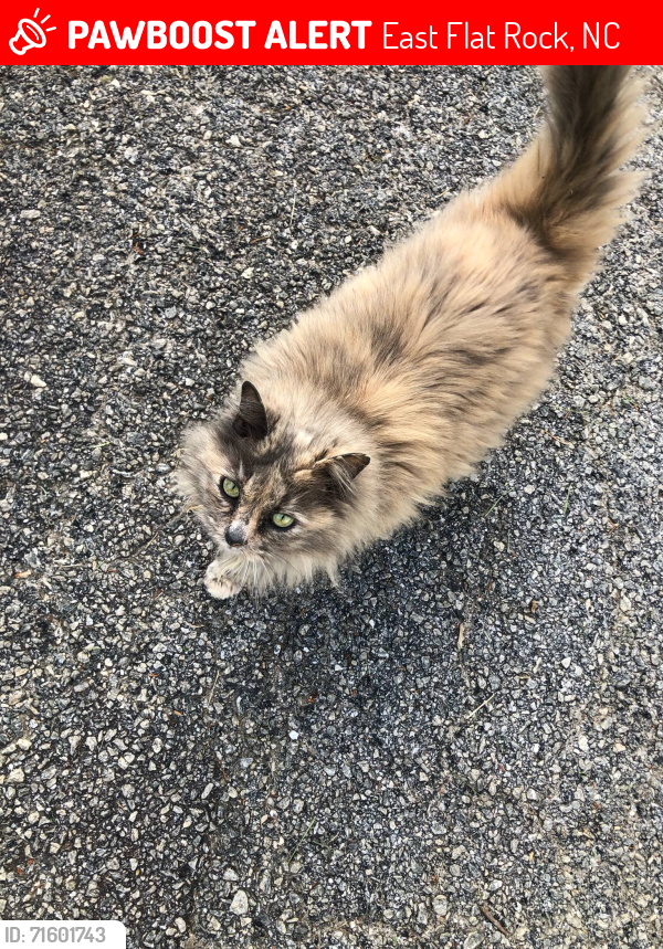 Lost Female Cat last seen Charming Pointe Lane & Spartanburg hwy across from old GE plant, East Flat Rock, NC 28726
