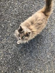 Lost Female Cat last seen Charming Pointe Lane & Spartanburg hwy across from old GE plant, East Flat Rock, NC 28726
