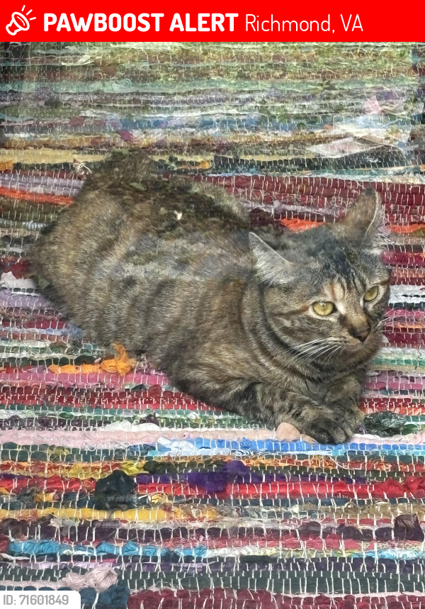 Lost Female Cat last seen Skipwith Rd/Hungary Springs Rd, Richmond, VA 23294
