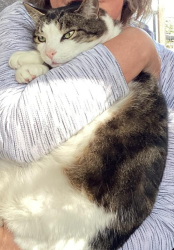 Lost Male Cat last seen Near block Ruby Street, Vancouver, BC V5R 4K4
