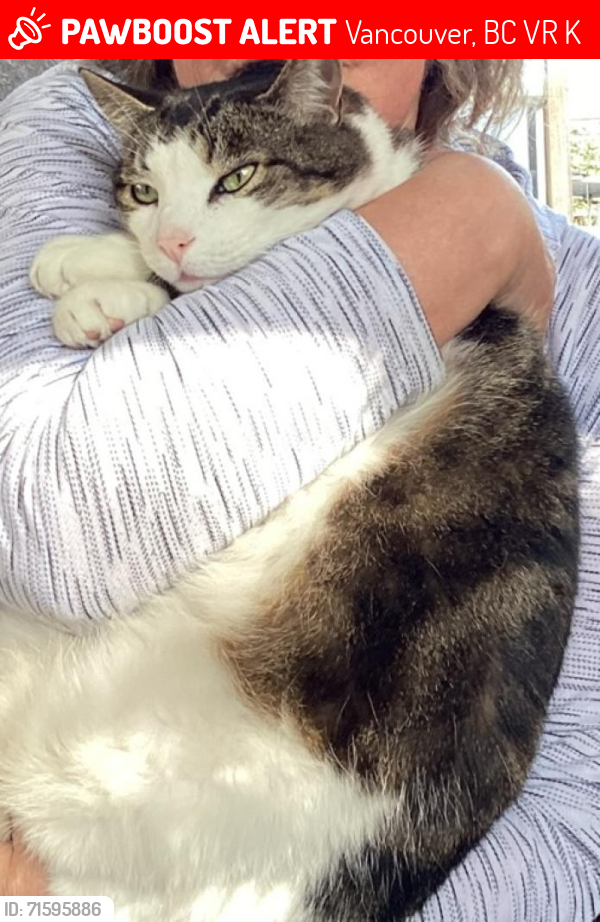 Lost Male Cat last seen Near block Ruby Street, Vancouver, BC V5R 4K4