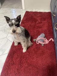 Lost Female Dog last seen Broadway and Pantano , Tucson, AZ 85710