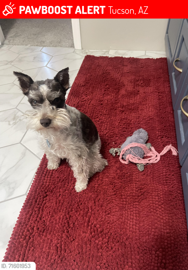 Lost Female Dog last seen Broadway and Pantano , Tucson, AZ 85710