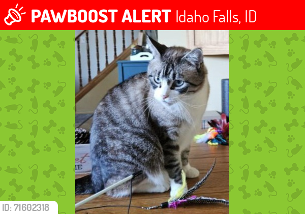 Lost Male Cat last seen Woodruff and Parkwood, Idaho Falls, ID 83401