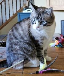 Lost Male Cat last seen Woodruff and Parkwood, Idaho Falls, ID 83401