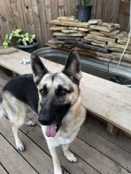 Lost Female Dog last seen Park Vista, Watauga, TX 76137