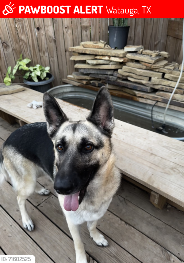 Lost Female Dog last seen Park Vista, Watauga, TX 76137