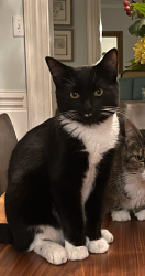 Lost Male Cat last seen Skye/Devers/Hull FTCC, Fayetteville, NC 28303