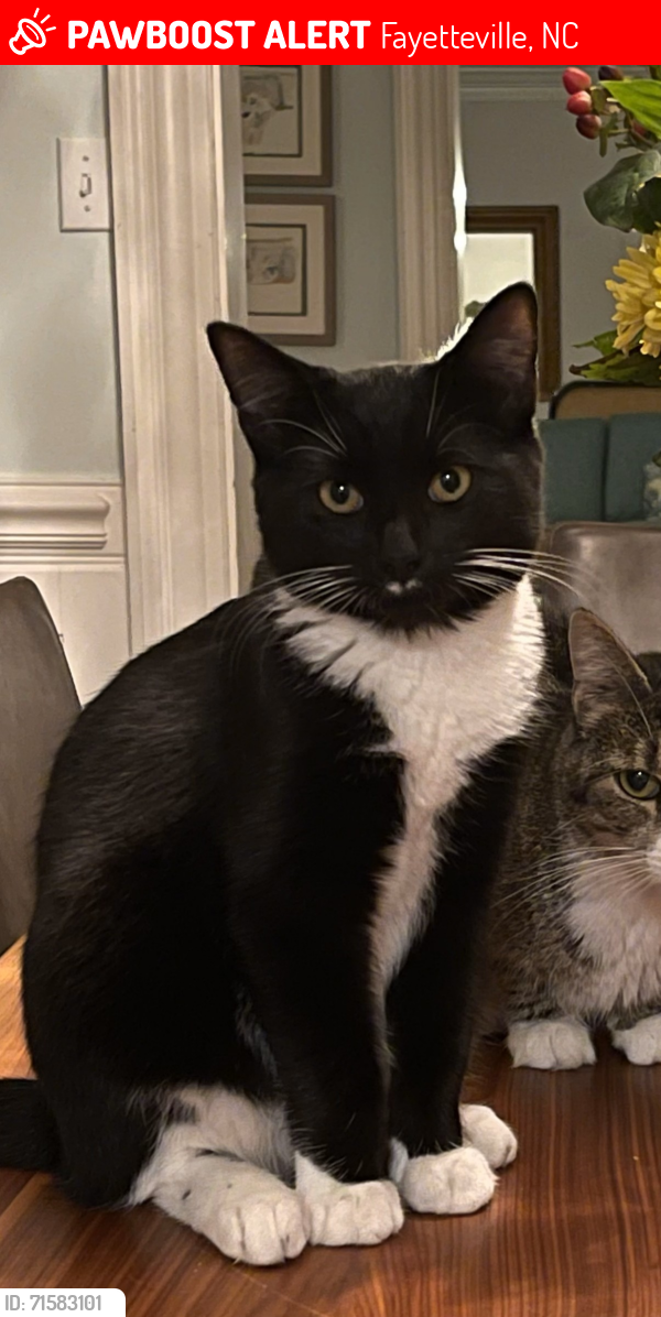 Lost Male Cat last seen Skye/Devers/Hull FTCC, Fayetteville, NC 28303