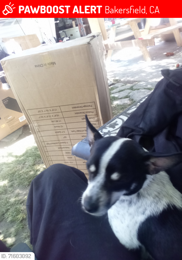 Lost Male Dog last seen Win co 6801 Panama lane Bakersfield Ca 93313, Bakersfield, CA 93313