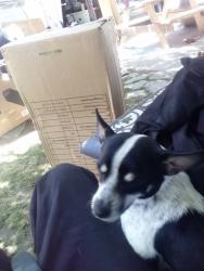 Lost Male Dog last seen Win co 6801 Panama lane Bakersfield Ca 93313, Bakersfield, CA 93313