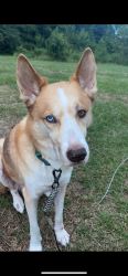 Lost Male Dog last seen Arabia Rd, Chason Rd, Lumber Bridge , Hoke County, NC 28357