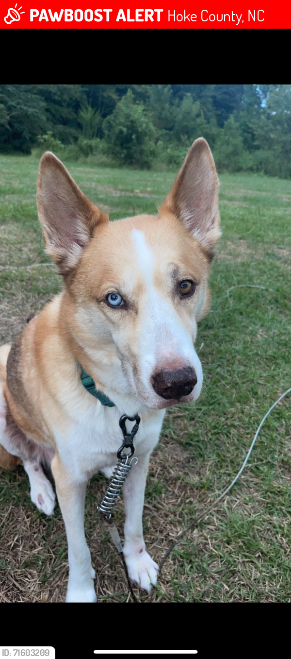 Lost Male Dog last seen Arabia Rd, Chason Rd, Lumber Bridge , Hoke County, NC 28357