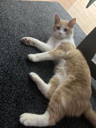 Reunited Male Cat last seen Willingboro , Willingboro, NJ 08046