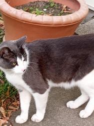 Found/Stray Unknown Cat last seen Across the street from Strack and Van Til in Munster Indiana , Munster, IN 46321