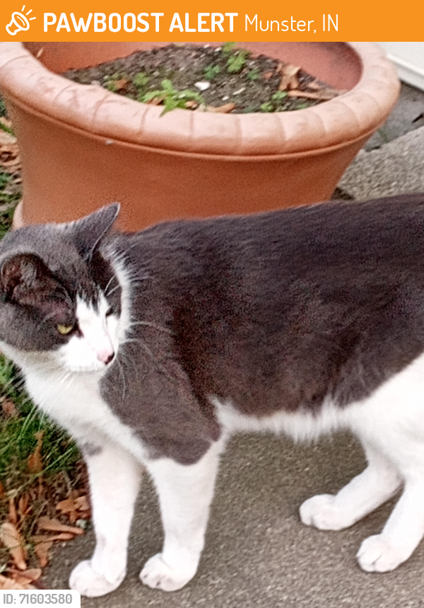 Found/Stray Unknown Cat last seen Across the street from Strack and Van Til in Munster Indiana , Munster, IN 46321
