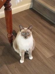 Lost Male Cat last seen Denkinger , Lynnwood, Yeoman, Concord, CA 94521