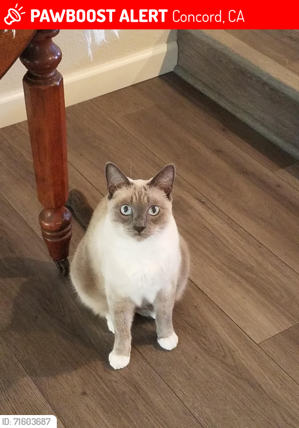 Lost Male Cat last seen Denkinger , Lynnwood, Yeoman, Concord, CA 94521