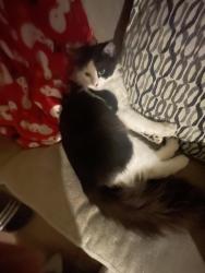 Lost Male Cat last seen 66th 225th pl sw mountlake terrace wa, Mountlake Terrace, WA 98043
