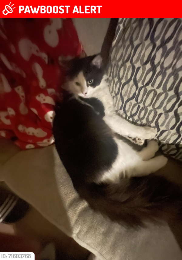 Lost Male Cat last seen 66th 225th pl sw mountlake terrace wa, Mountlake Terrace, WA 98043