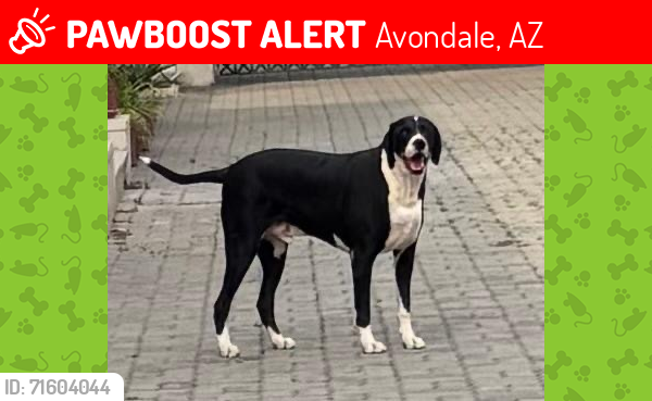 Lost Male Dog last seen N dysart rd and i10, Avondale, AZ 85323