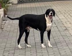 Lost Male Dog last seen N dysart rd and i10, Avondale, AZ 85323