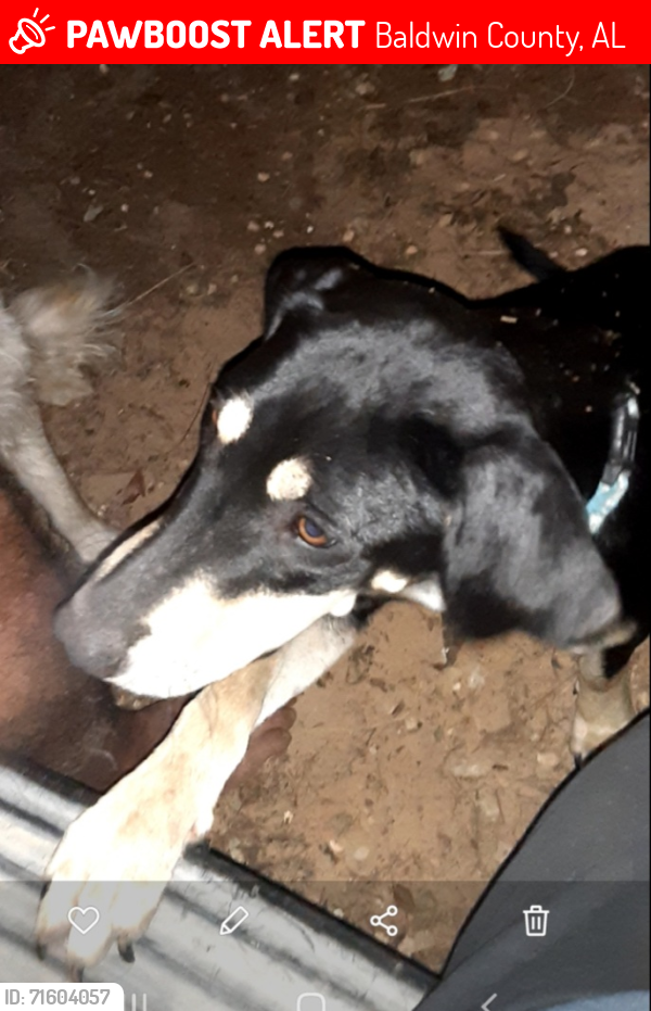 Lost Female Dog last seen Cty Rd 95 and Malkoskie Rd., Baldwin County, AL 36530