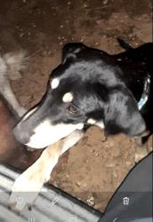Lost Female Dog last seen Cty Rd 95 and Malkoskie Rd., Baldwin County, AL 36530