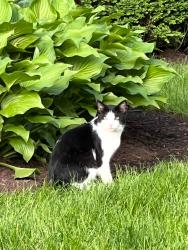 Lost Male Cat last seen Timberlake Drive 45249, Symmes Township, OH 45249