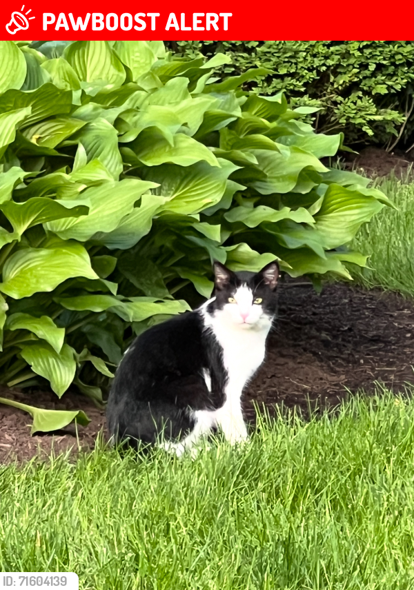 Lost Male Cat last seen Timberlake Drive 45249, Symmes Township, OH 45249