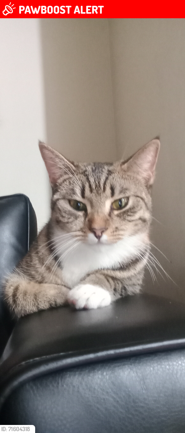 Lost Female Cat last seen Clova Road, Greater London, England E7