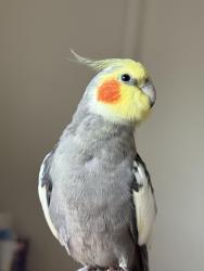 Lost Male Bird last seen Arrowhead Ave. & Big Bear Cir. and Arrowhead Ave. & Baldwin Cir., Buena Park, CA 90621