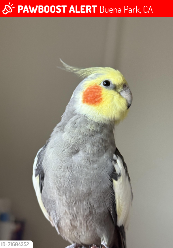 Lost Male Bird last seen Arrowhead Ave. & Big Bear Cir. and Arrowhead Ave. & Baldwin Cir., Buena Park, CA 90621