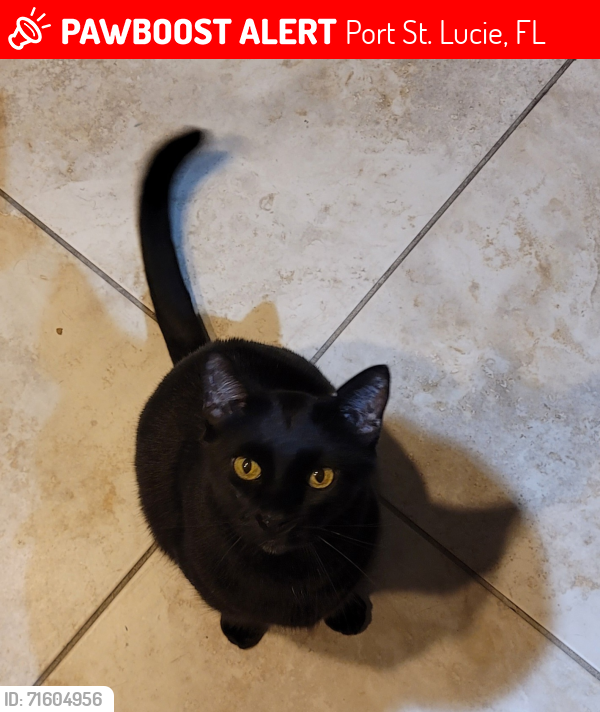 Lost Male Cat last seen PGA Village roundabout, Port St. Lucie, FL 34986