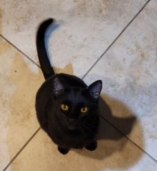 Lost Male Cat last seen PGA Village roundabout, Port St. Lucie, FL 34986