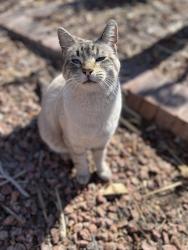 Lost Male Cat last seen Ramillete Rd/San Blas Las Vegas 89120, Las Vegas, NV 89120