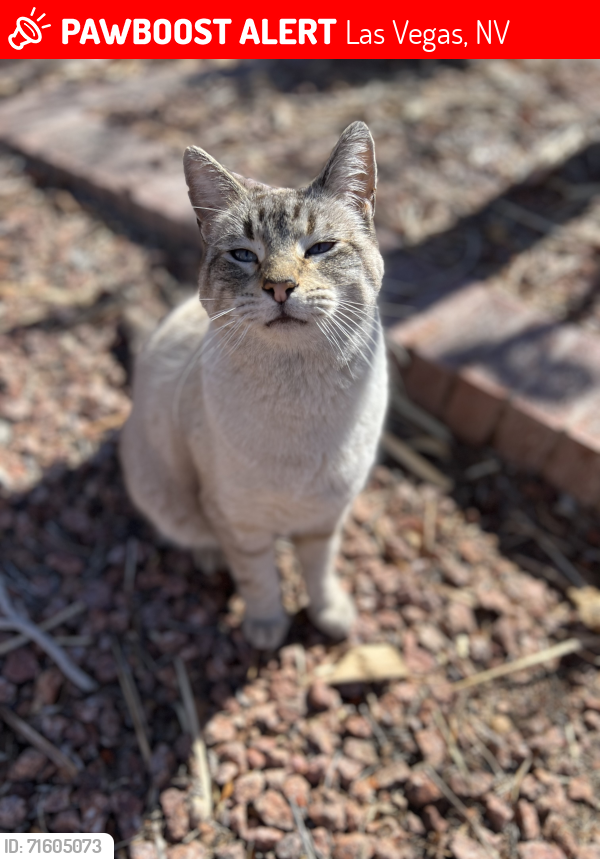 Lost Male Cat last seen Ramillete Rd/San Blas Las Vegas 89120, Las Vegas, NV 89120