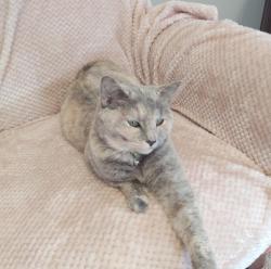 Lost Female Cat last seen Woodford Rd and Kingsbridge Rd, Leland, NC 28451