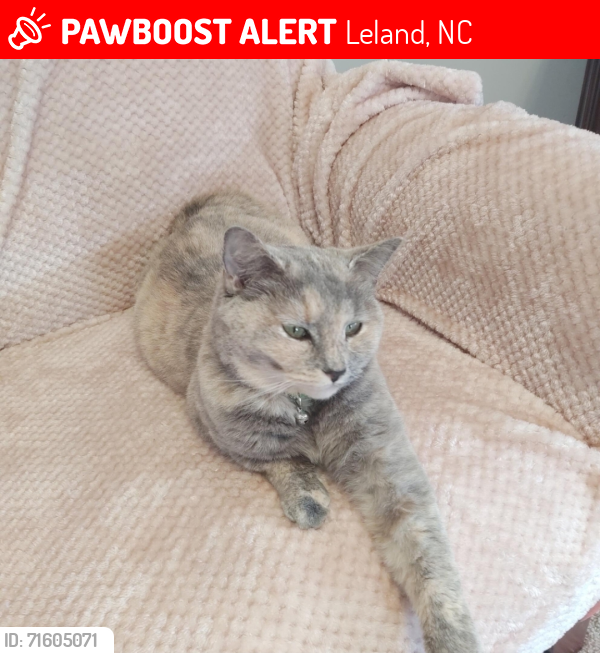 Lost Female Cat last seen Woodford Rd and Kingsbridge Rd, Leland, NC 28451