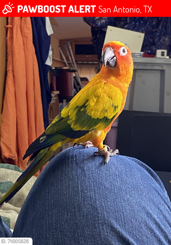 Lost Male Bird last seen Mays YMCA/ library in parking lot , San Antonio, TX 78245
