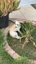 Lost Male Dog last seen C street Colton ca, Colton, CA 92324