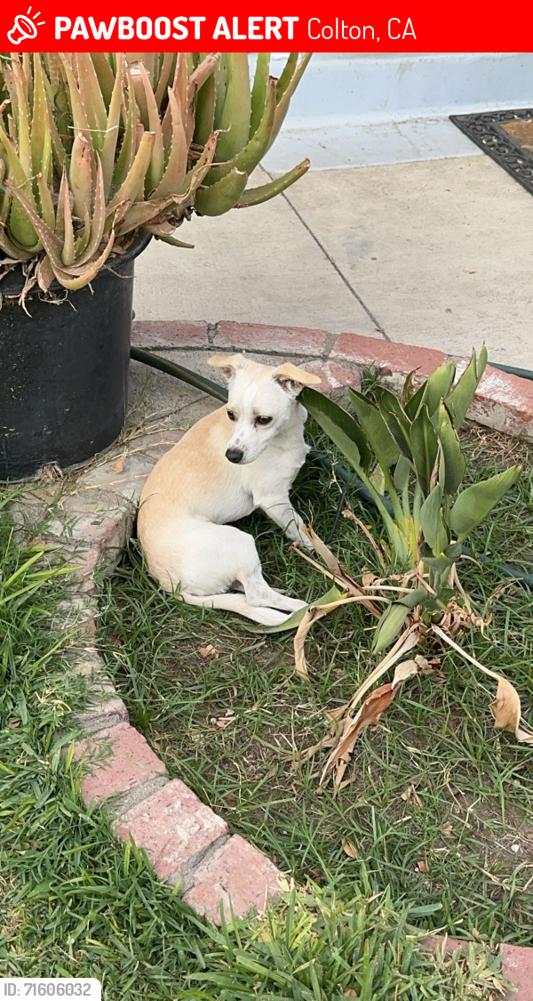 Lost Male Dog last seen C street Colton ca, Colton, CA 92324