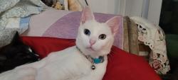 Lost Female Cat last seen sunridge park and east jst, Chula Vista, CA 91910