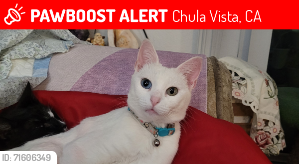 Lost Female Cat last seen sunridge park and east jst, Chula Vista, CA 91910