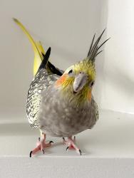 Lost Female Bird last seen Chuter Avenue, Monterey, NSW 2217, Monterey, NSW 2217